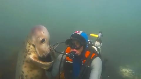 Focas são como os Câes do mar.