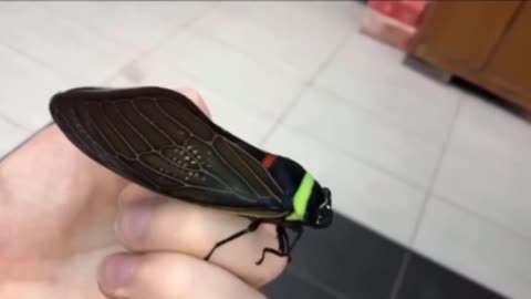 Large Asian Cicada