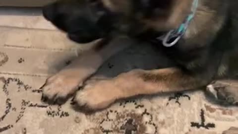 Puppy German Sheppard Tera Chomp Chomp