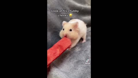 Some Funny Hamster Videos To Improve Your Day 😂 Hamster Compilation! 🐹