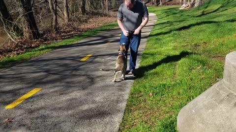 George 8 Month Old Husky Mix Training