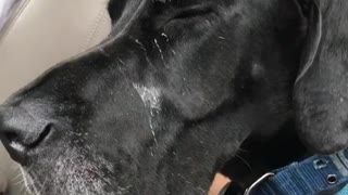 Great Dane Falls Asleep After Hike