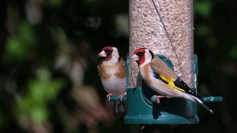 Goldfinch in nature