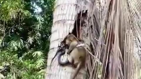 snake vs monkey