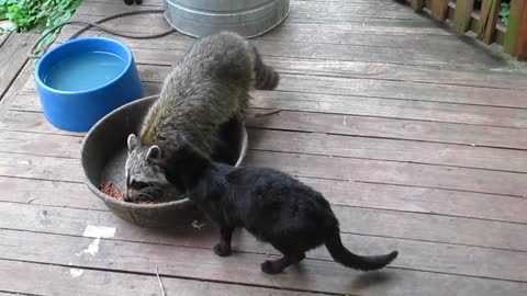 Grumpy cat scolds raccoon for stealing cat food (00:25)