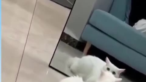 Super confused cat in mirror