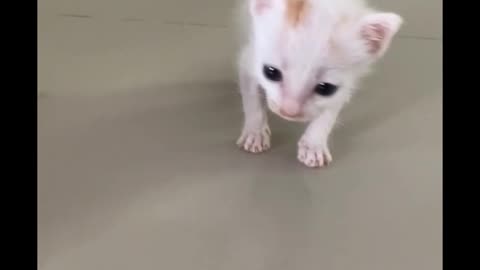 how cute baby cat