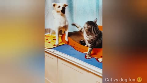 BEST FUNNIEST CATS AND DOGS VIDEOS 2024