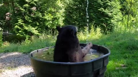 Bear enjoys bath time in tub in this unbearably cute