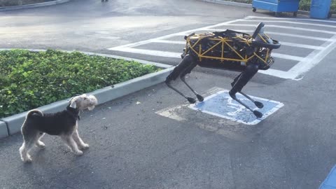 Fido vs Spot — Animal vs Robot