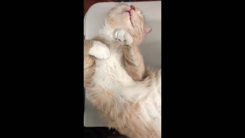 sleeping cat snoring - deep sleep