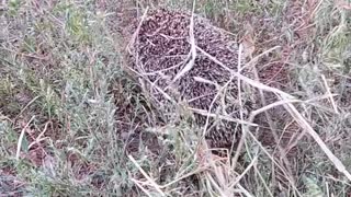 A small hedgehog in the middle of the dry grass hill.