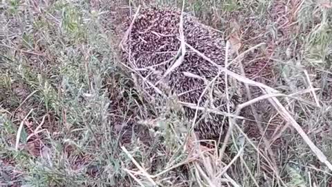 A small hedgehog in the middle of the dry grass hill.