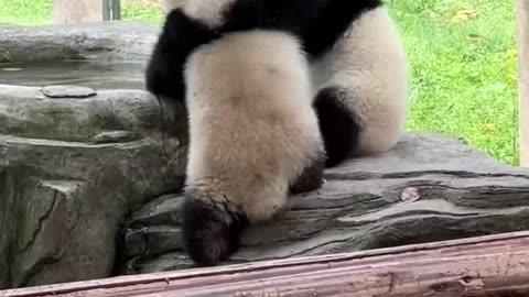 Two panda baby enjoying