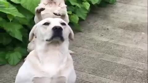 Dog funny videos