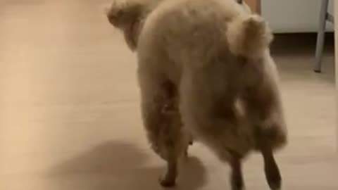 A dog running excitedly (slow version)