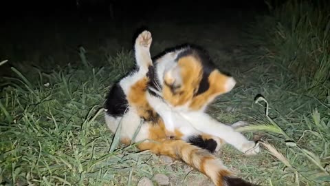 Baby kittens are waiting for their mother. The mother cat walks the street with another cat at night