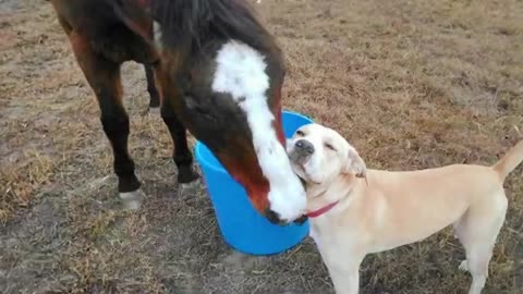 Unlikely Animal Friendships Will Melt Your Heart 🥰