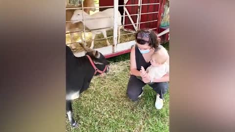 Kids and Babies Feeding Animals in ZOO - Cute Babies Meeting Animals for the first time