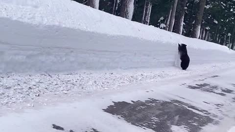 Bear Runs Along Road Looking for an Exit