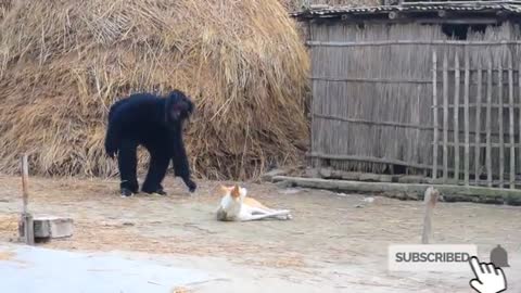 Fake Gorilla vs Real Dog Funny Prank Goes