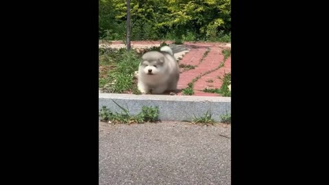 Funniest Cats And Dogs - Best Of The 2022 Funny Animal Videos.#2