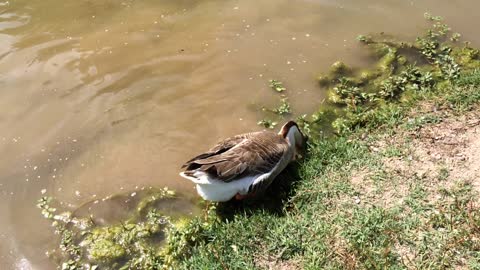 Goose tries to drown a Mallard duck