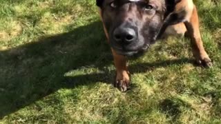 Skillful dog balances cup of water on head while walking