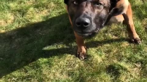 Skillful dog balances cup of water on head while walking