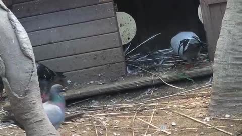 Pigeons fly out of the house