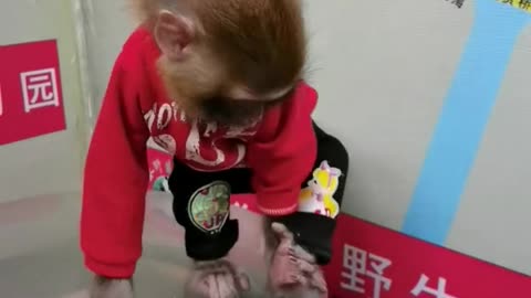 Cute little monkey dancing at will