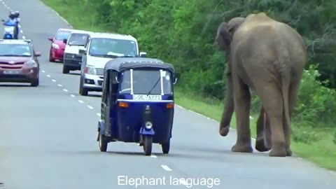 Sri Lanka Wild Elephant | A group of foreigners were attacked by a ferocious wild elephant