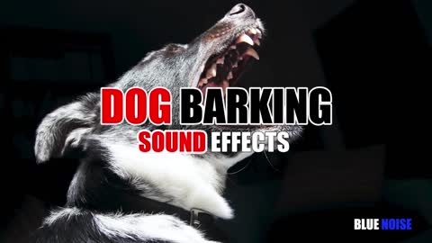 Dog barking sound effects