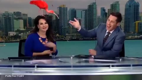 Best TV News Bloopers Fails! VERY FUNNY!