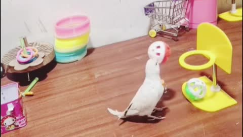 viral smart parrot