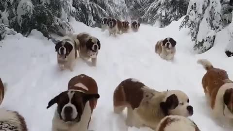 Cachorro fofinho e engraçado na neve