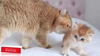 Cat William meets his son Ronaldo 😽 Precious moment