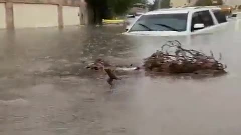 Major flood on the streets due to heavy rains in the Dubai, UAE 🇦🇪 (17.11.2023)