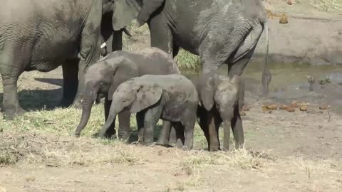 Playful baby elephant refuses to let his brother stand up