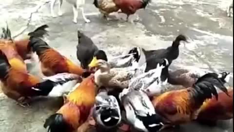 Dog fights with chicken - funny fight - chicken vs dog Fight