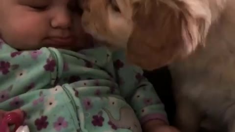 Sweet puppy gives baby precious kisses