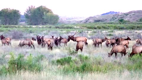 A Giant Montana 7x7 Bull Elk