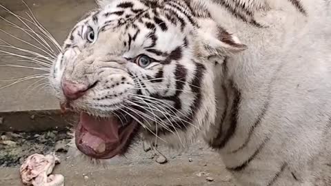 South africa forest tiger eating food