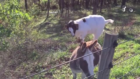 The FUNNIEST Farm Animals