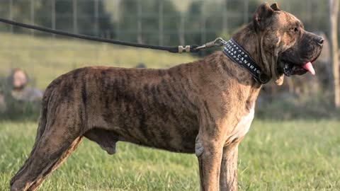 Amazing top 10 Bravest Dog breed