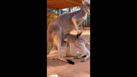 baby kangaroo enters mother|| shorts