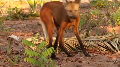 The Maned Wolf, the Tallest Canid in the World and smells like Marijauna.