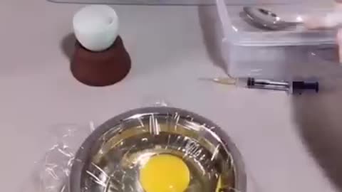 How A Chick Born From A Egg 🐣 - Interesting Video