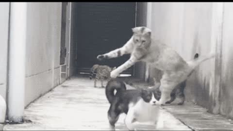 Gif video of cats jumping