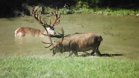 deer bathing in a pool of water